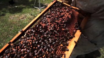 [ID: 5tX-dnYt13I] Youtube Automatic