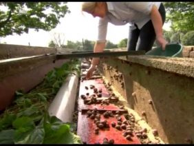 [ID: DSoJdl52WsU] Youtube Automatic