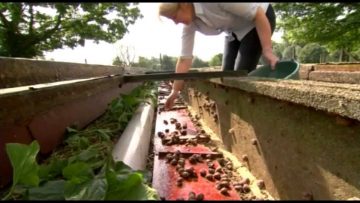 [ID: DSoJdl52WsU] Youtube Automatic