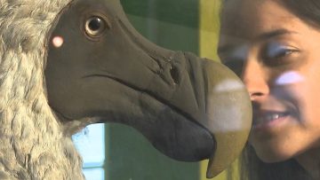 [ID: EZBtq7MvNmQ] Youtube Automatic