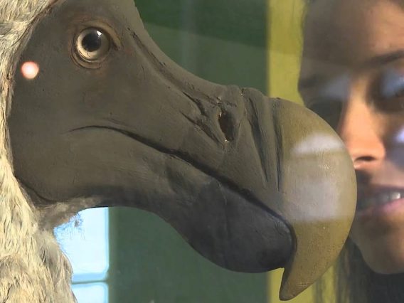 [ID: EZBtq7MvNmQ] Youtube Automatic