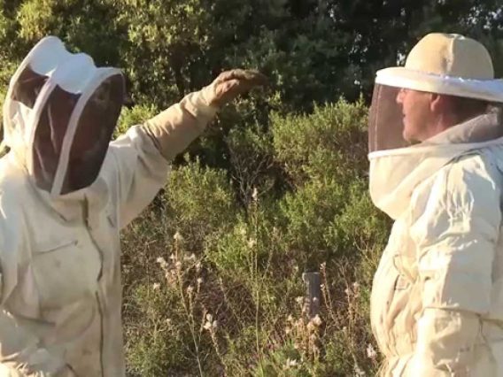 [ID: ILxQ95SkhQ4] Youtube Automatic