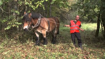 [ID: mDMrN0PIYqg] Youtube Automatic