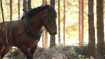 [ID: SjpuXeOVluE] Youtube Automatic