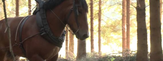 [ID: SjpuXeOVluE] Youtube Automatic