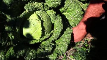 [ID: UBuRsDck-Lw] Youtube Automatic